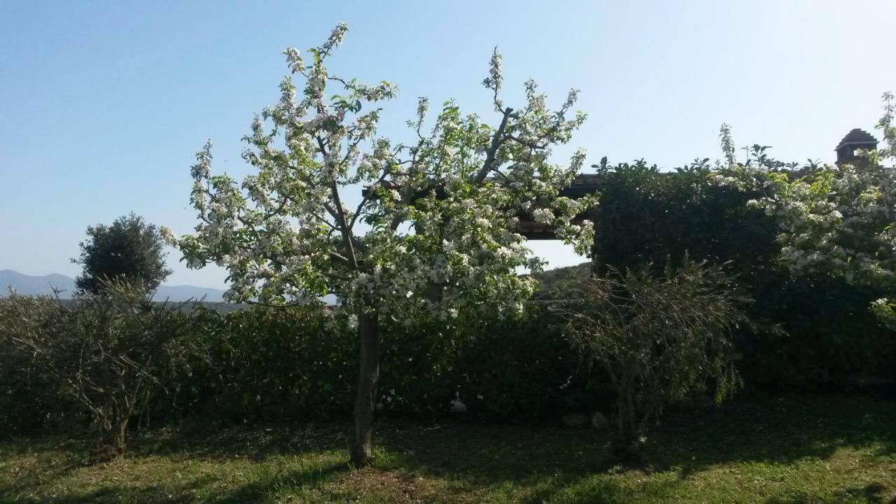 Podere Mammoleta Fattoria la Marsiliana Bagian luar foto